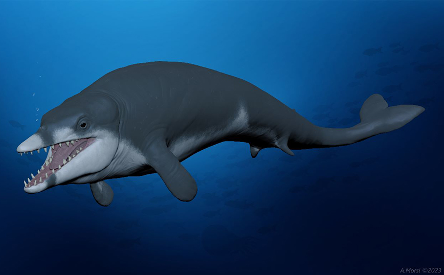Απολίθωμα μικροσκοπικής φάλαινας ηλικίας 41 εκατομμυρίων ετών ανακαλύφθηκε στην Αίγυπτο