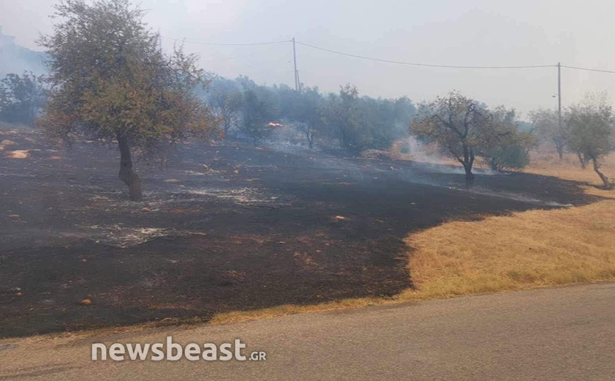 Καίγονται σπίτια στη Φυλή &#8211; Έκκληση από τον γενικό γραμματέα του δήμου για εναέρια μέσα