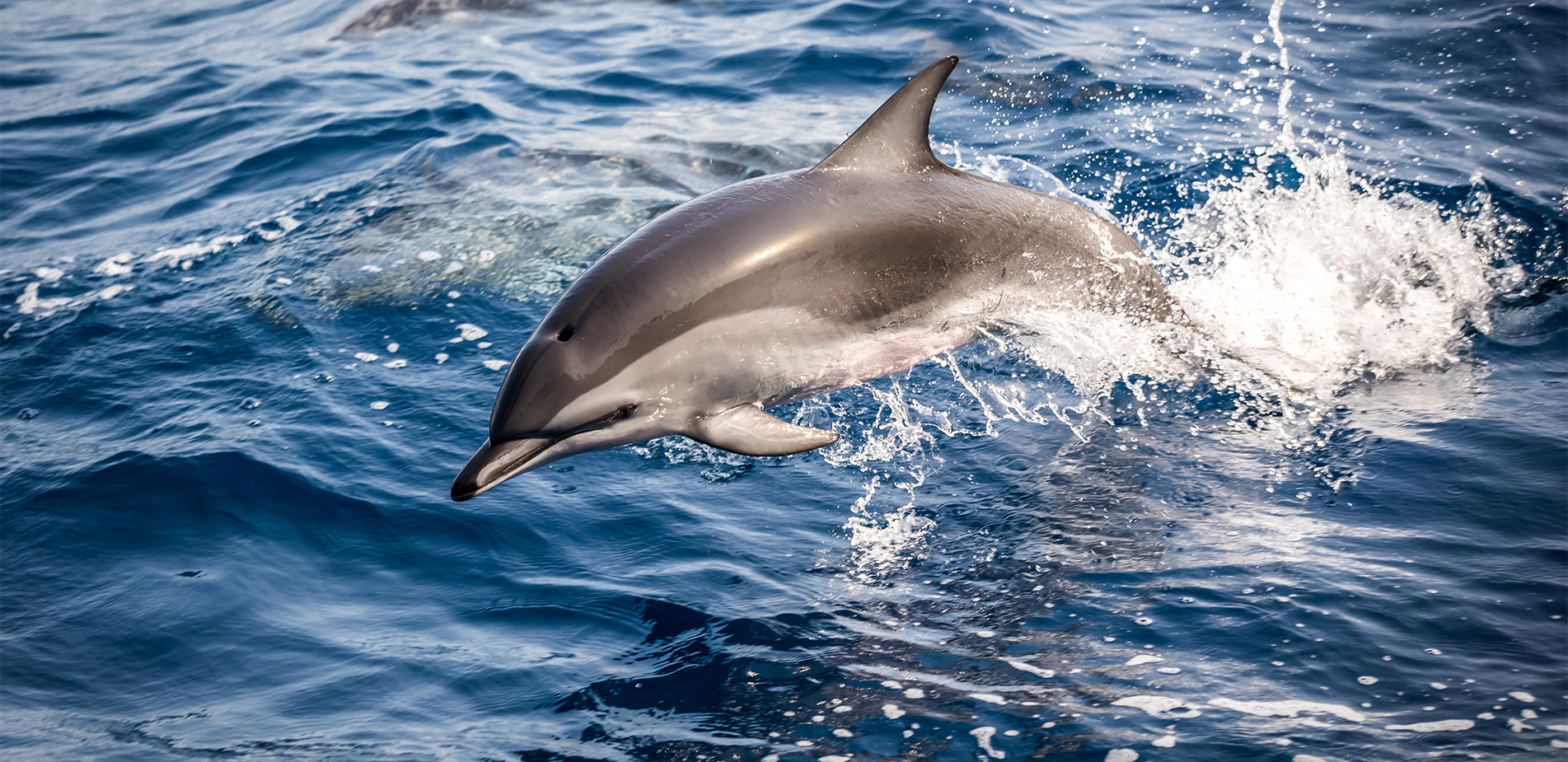 Το σεξουαλικό σκάνδαλο με ένα δελφίνι που εξόργισε μια χώρα – Η ιστορία του ακτιβιστή που πήγε σε δίκη