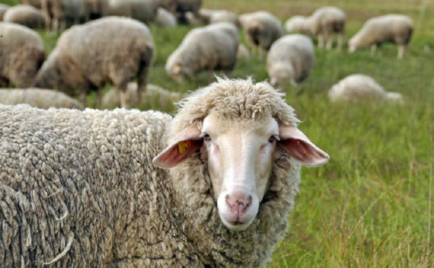 «Τα πρόβατα έφαγαν 300 κιλά χασίς &#8211; Πηδούσαν πιο ψηλά από τα κατσίκια» λέει ο ιδιοκτήτης της καλλιέργειας στο Βόλο