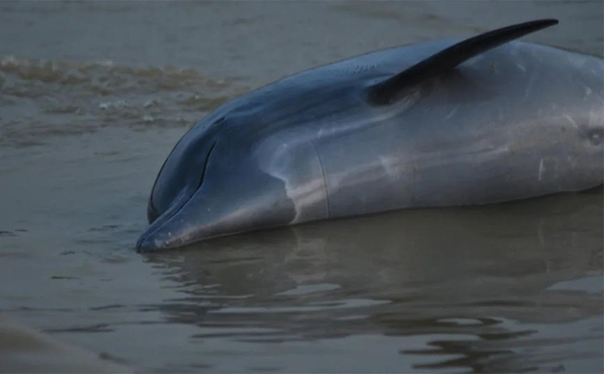 Κλιματική κρίση: Περισσότερα από 100 δελφίνια πέθαναν στον Αμαζόνιο καθώς το νερό ξεπέρασε τους 38,8 βαθμούς Κελσίου