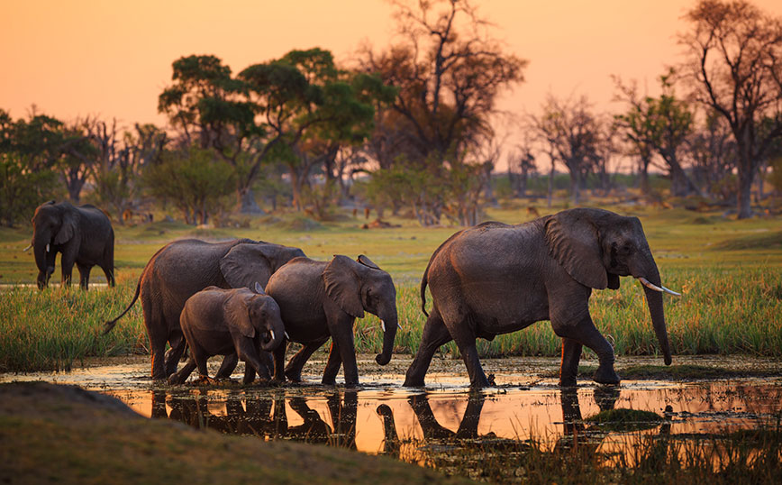 Σε ένα μήνα του 2020 πέθαναν ξαφνικά 35 ελέφαντες – Οι επιστήμονες έλυσαν τώρα το μυστήριο