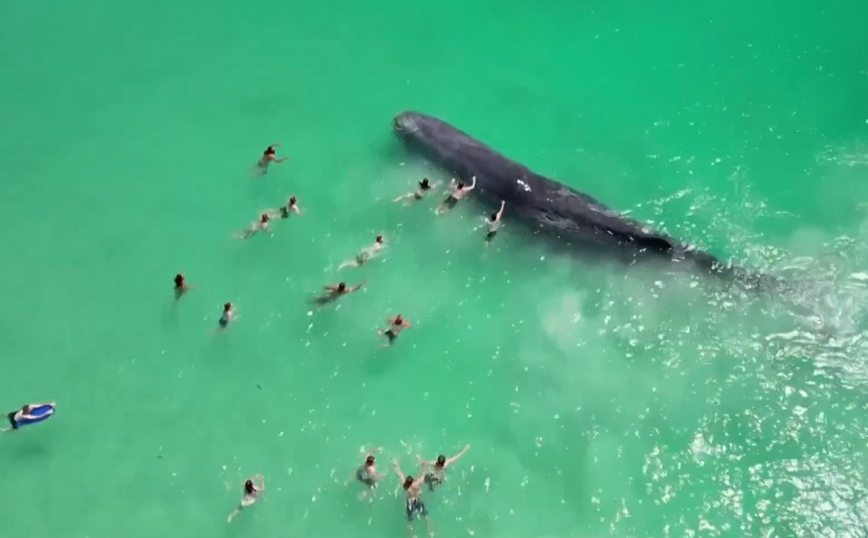 Φάλαινα έφτασε στα ρηχά και κολυμβητές άρχισαν να την αγγίζουν &#8211; «Είναι επικίνδυνο», τονίζει ειδικός