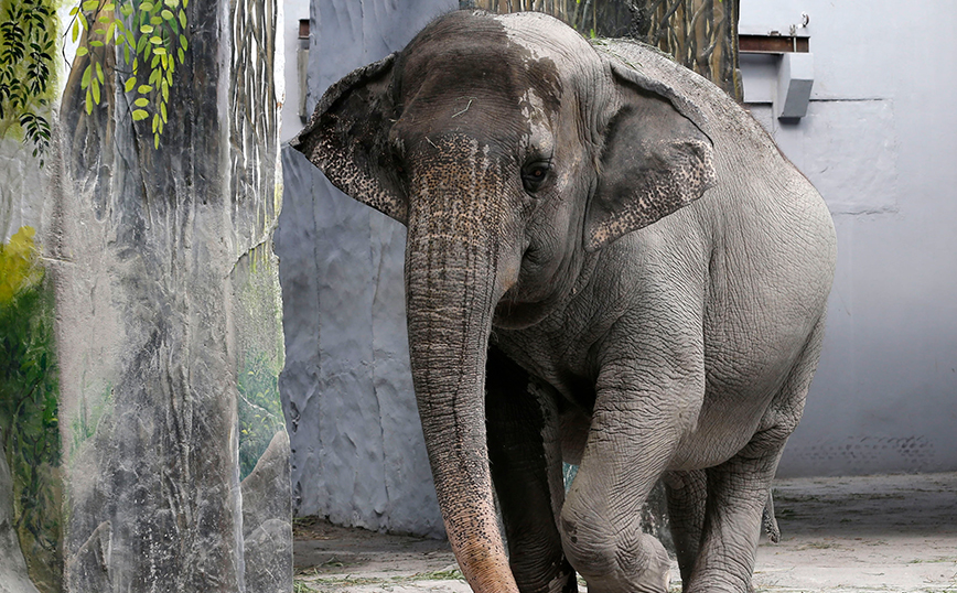 Πέθανε ο πιο μοναχικός ελέφαντας του κόσμου &#8211; Ζούσε μόνος για τέσσερις δεκαετίες