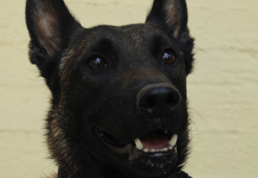 Στην Ηλεία ο Echo, ο σκύλος που βρήκε τον Μπάμπη – Θα κάνει έρευνες για τον εντοπισμό του 45χρονου στο Πλουτοχώρι