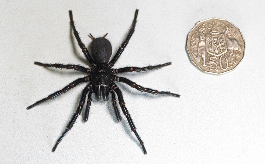 Η μεγαλύτερη αρσενική και πιο δηλητηριώδης αράχνη στον κόσμο βρέθηκε στην Αυστραλία