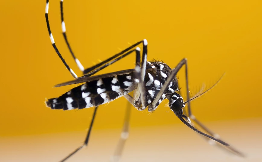 Το κουνούπι τίγρης εξαπλώνεται στη Βόρεια Ευρώπη – Τι λέει εντομολόγος