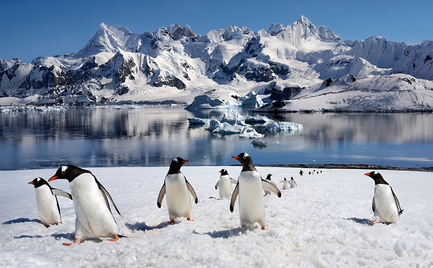 Γρίπη των πτηνών εντοπίστηκε σε πιγκουίνους κοντά στην Ανταρκτική &#8211; Πέθαναν 200 νεοσσοί
