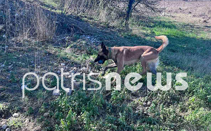 Στο Πλουτοχώρι ο σκύλος που βρήκε τον Μπάμπη – Συμμετέχει στις έρευνες για τον 45χρονο που παρασύρθηκε από χείμαρρο