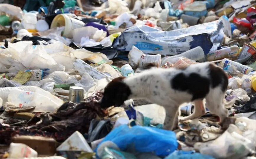 Φρίκη στην Ξάνθη με 600 αδέσποτα σκυλιά που ζουν σε χωματερή &#8211; Παρατηρούνται φαινόμενα κανιβαλισμού