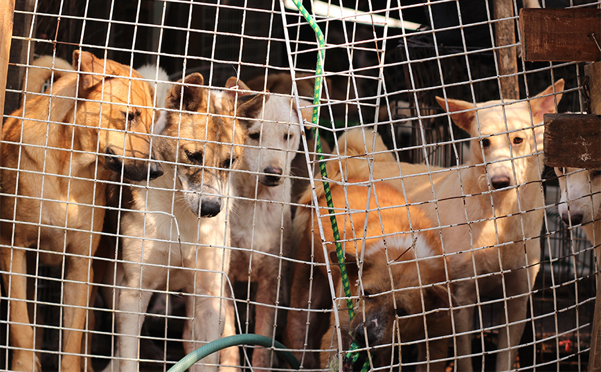 Το κοινοβούλιο της Νότιας Κορέας υιοθέτησε νομοσχέδιο για την απαγόρευση του εμπορίου κρέατος σκύλου