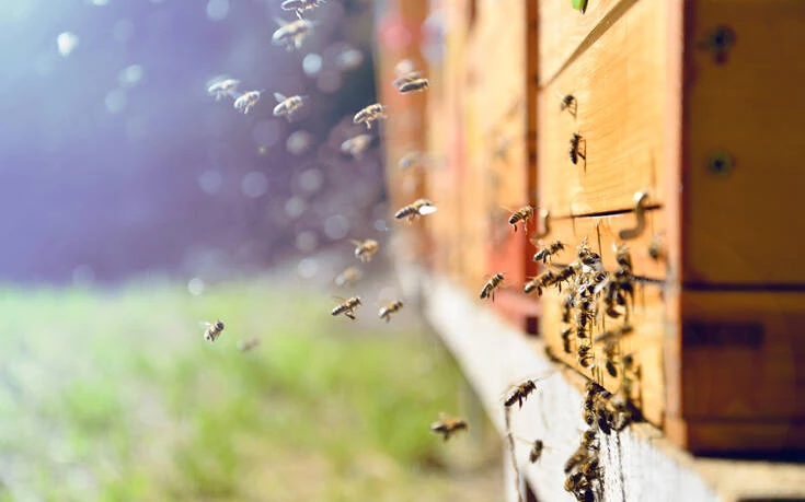 Μετά τους αγρότες, έρχονται οι μελισσοκόμοι στο Σύνταγμα την Πέμπτη