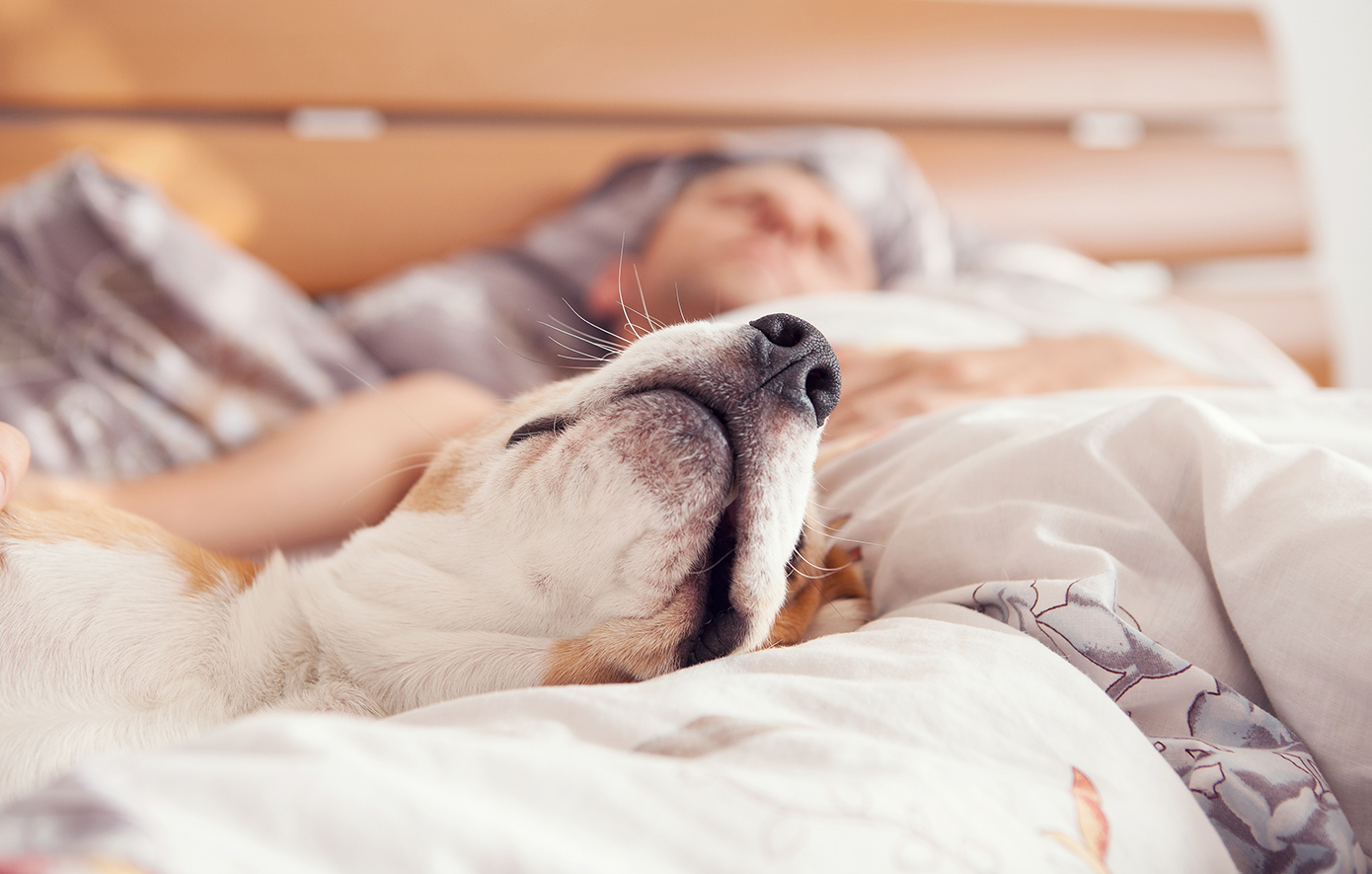 Πόσο υγιεινό είναι να κοιμάστε μαζί με το κατοικίδιό σας;