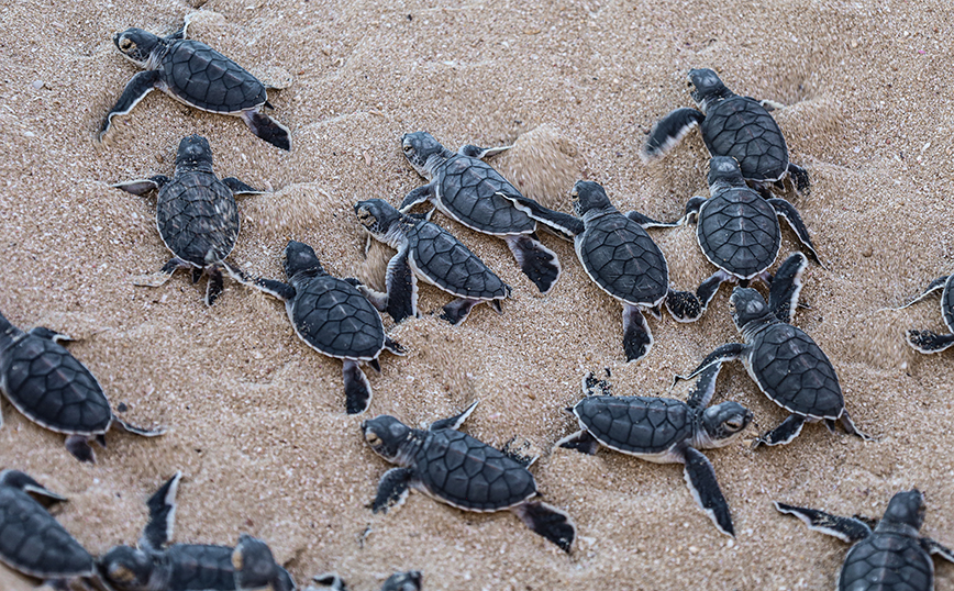 Εκατοντάδες μωρά θαλάσσιες χελώνες αφέθηκαν ελεύθερα στις ακτές της Νικαράγουα &#8211; Προσπάθεια διατήρησης του είδους