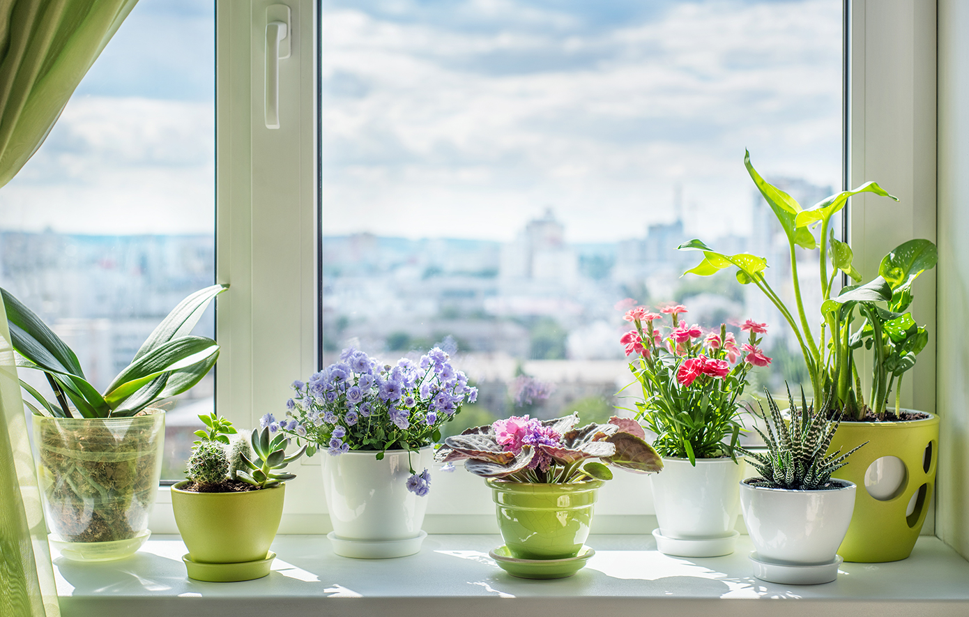 Τα ομορφότερα ανθοφόρα φυτά που θα στολίσουν το σπίτι σας