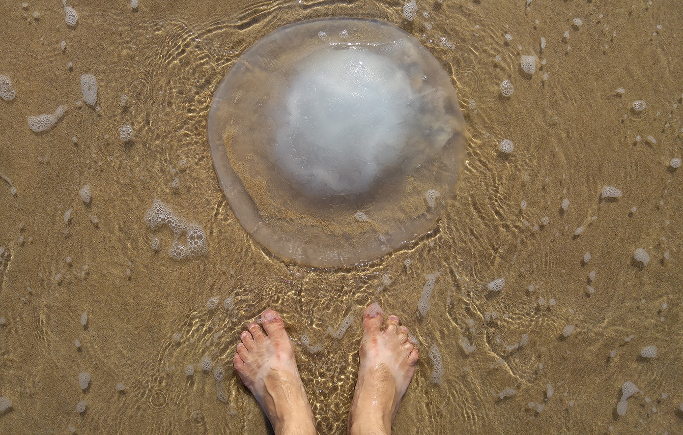 Μέδουσες-γίγαντες από την Ερυθρά Θάλασσα σε παραλίες της Ρόδου &#8211; Τι λέει ειδικός, τον ανησυχεί η εμφάνισή τους;
