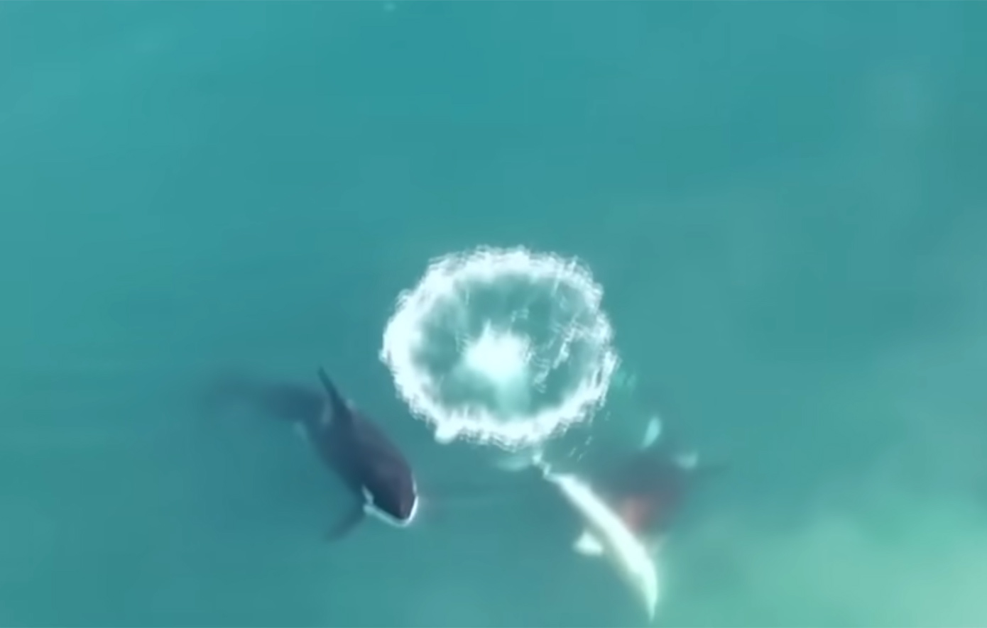 Απίστευτο βίντεο από τη στιγμή που όρκα σκοτώνει μόνη της έναν μεγάλο λευκό καρχαρία  μόλις σε δύο λεπτά