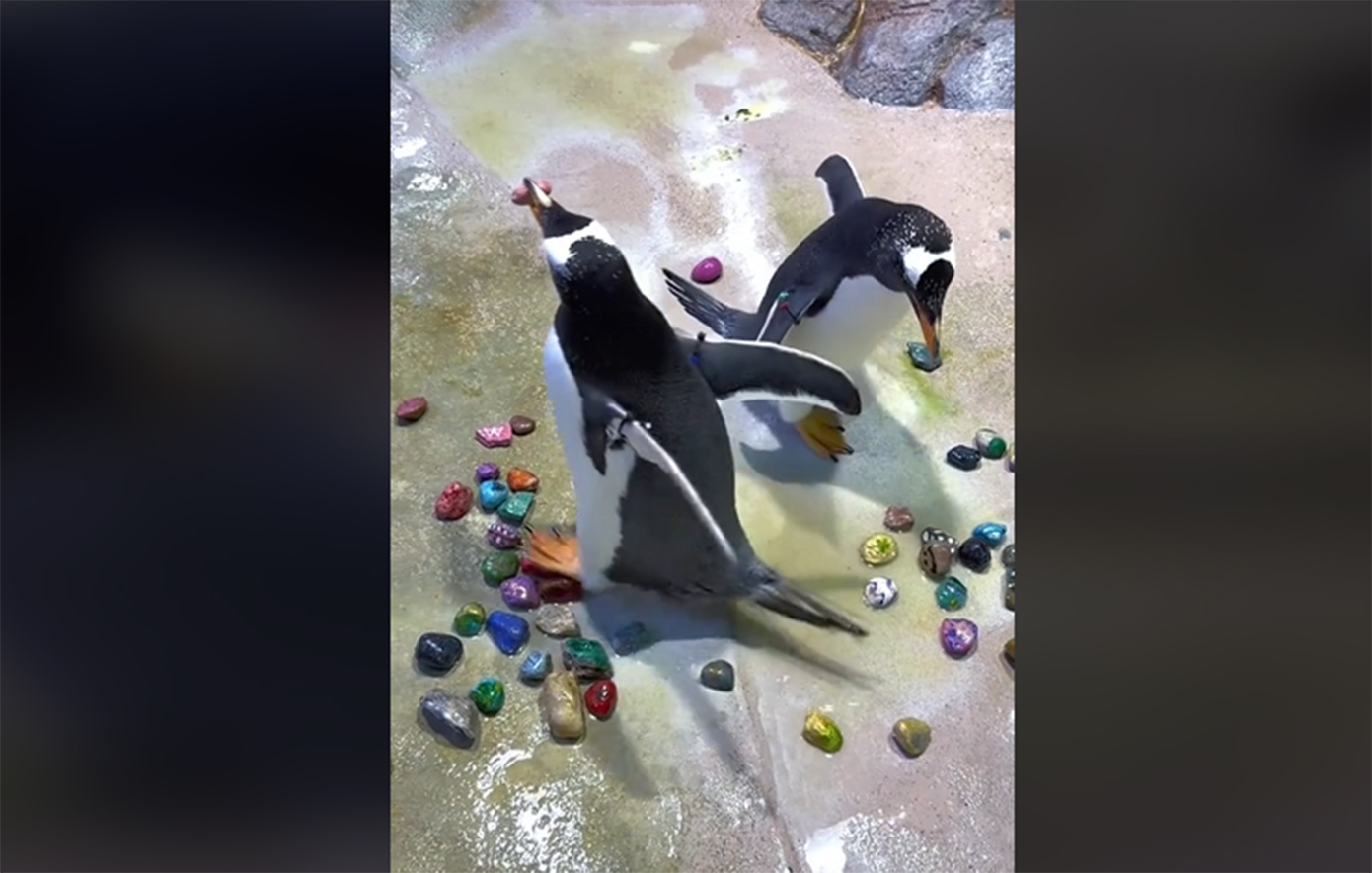 Πιγκουίνοι έκαναν ρομαντικά δώρα στους συντρόφους τους στη γιορτή του Αγίου Πατρικίου