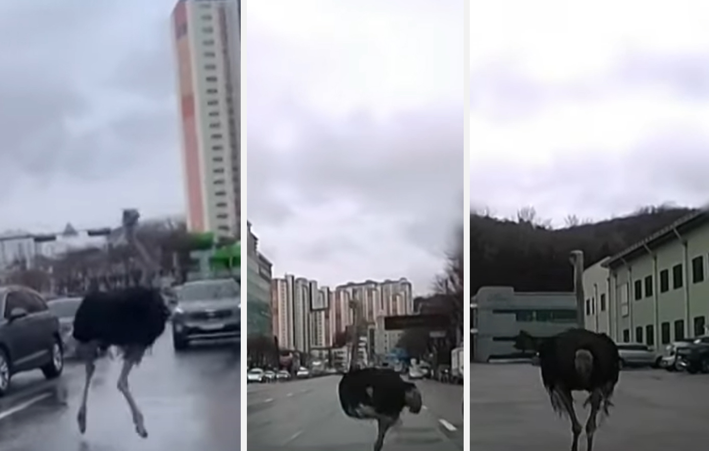 Στρουθοκάμηλος δραπέτευσε από ζωολογικό κήπο στη Νότια Κορέα και έτρεχε σε αυτοκινητόδρομο