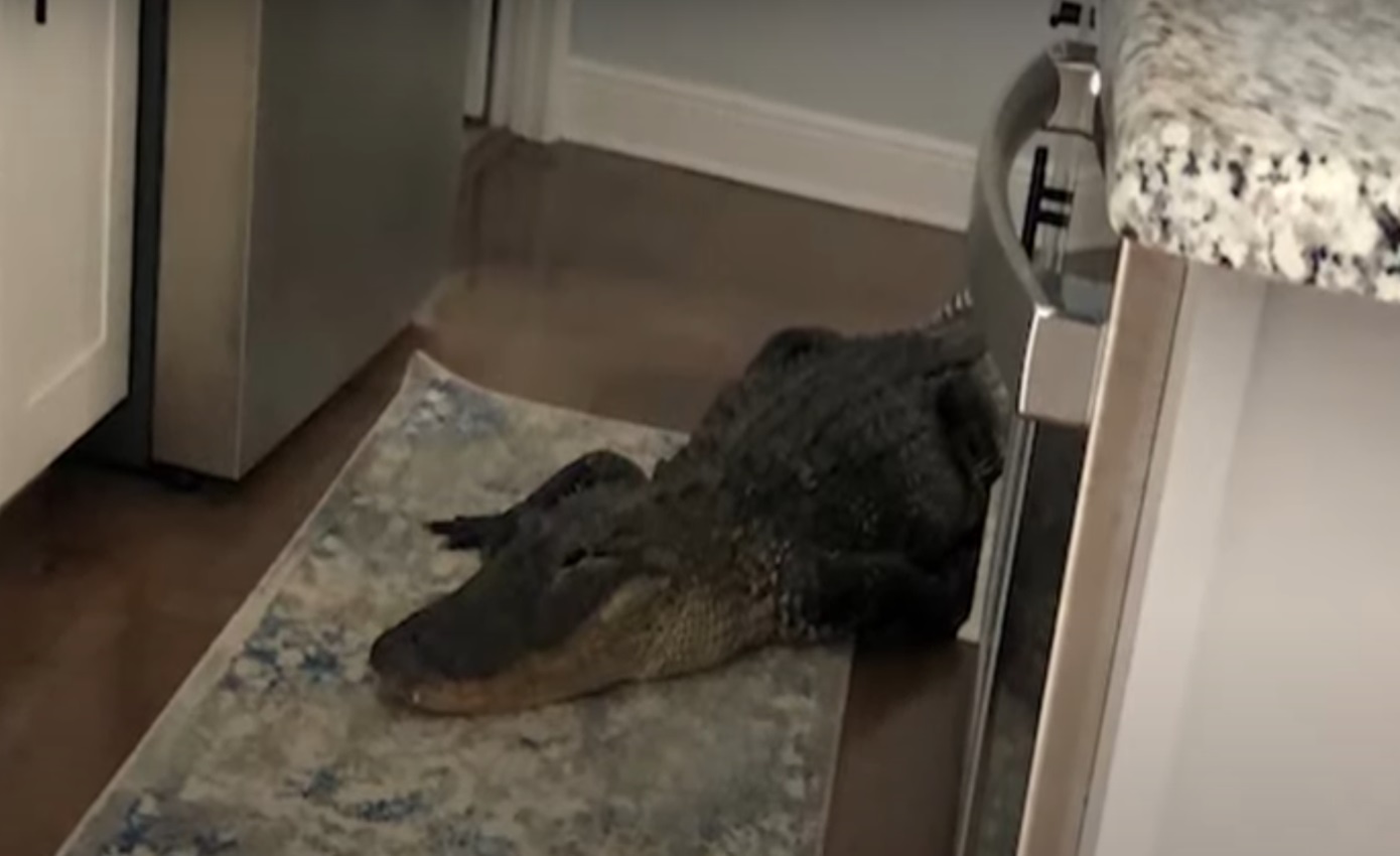 Αλιγάτορας δυόμισι μέτρων τρύπωσε σε σπίτι στη Φλόριντα – Σοκ έπαθε η ιδιοκτήτρια