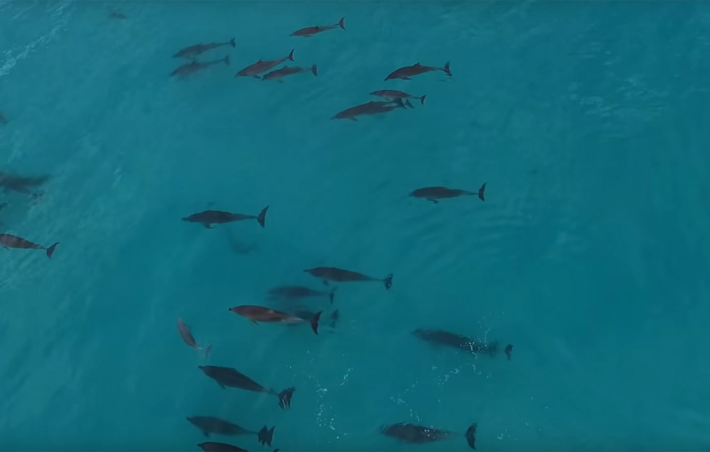 Δεκάδες μαυροδέλφινα εξόκειλαν σε ακτή της Αυστραλίας