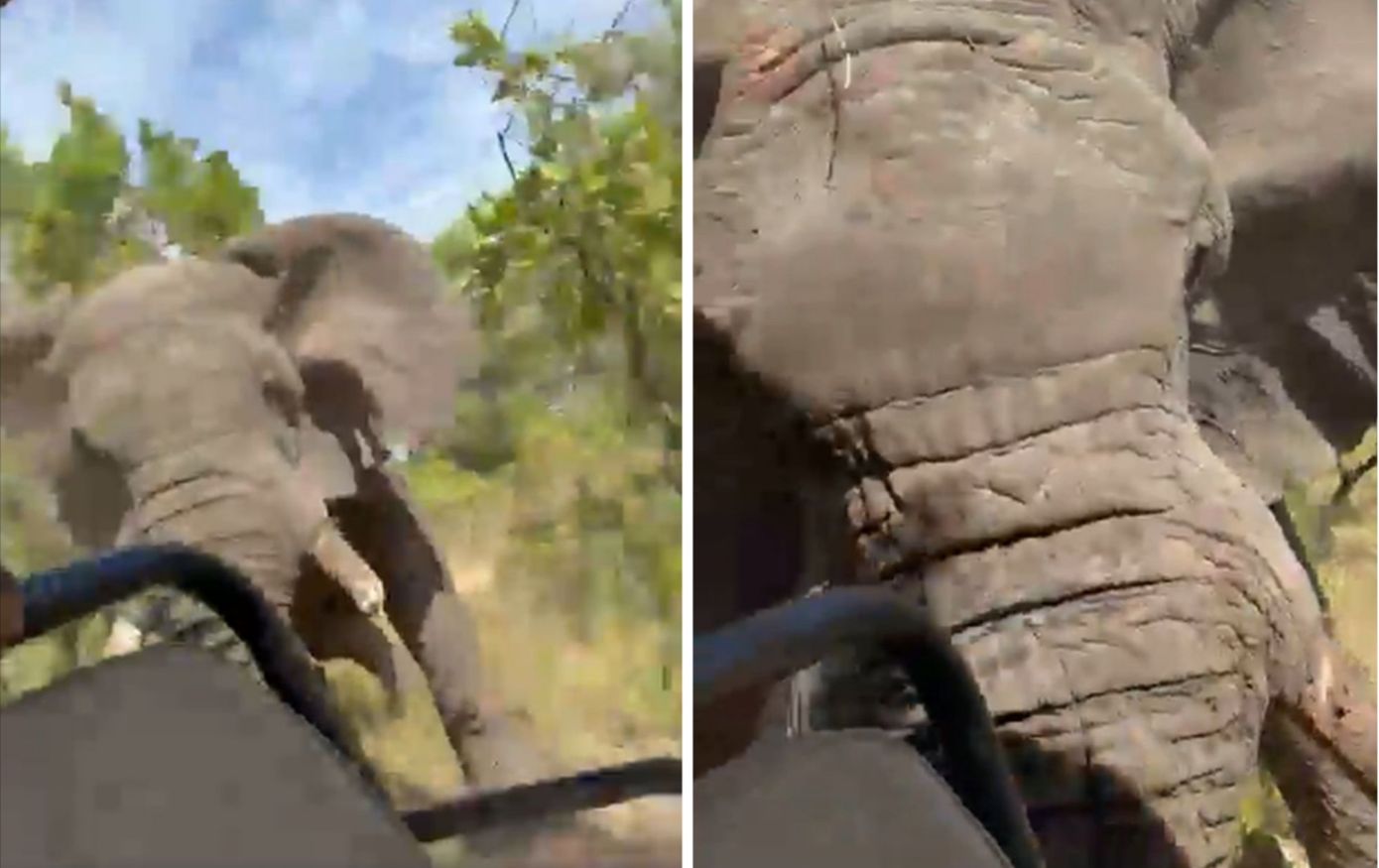 Η στιγμή που ελέφαντας ορμάει σε φορτηγάκι με τουρίστες στη Ζάμπια – Νεκρή Αμερικανίδα