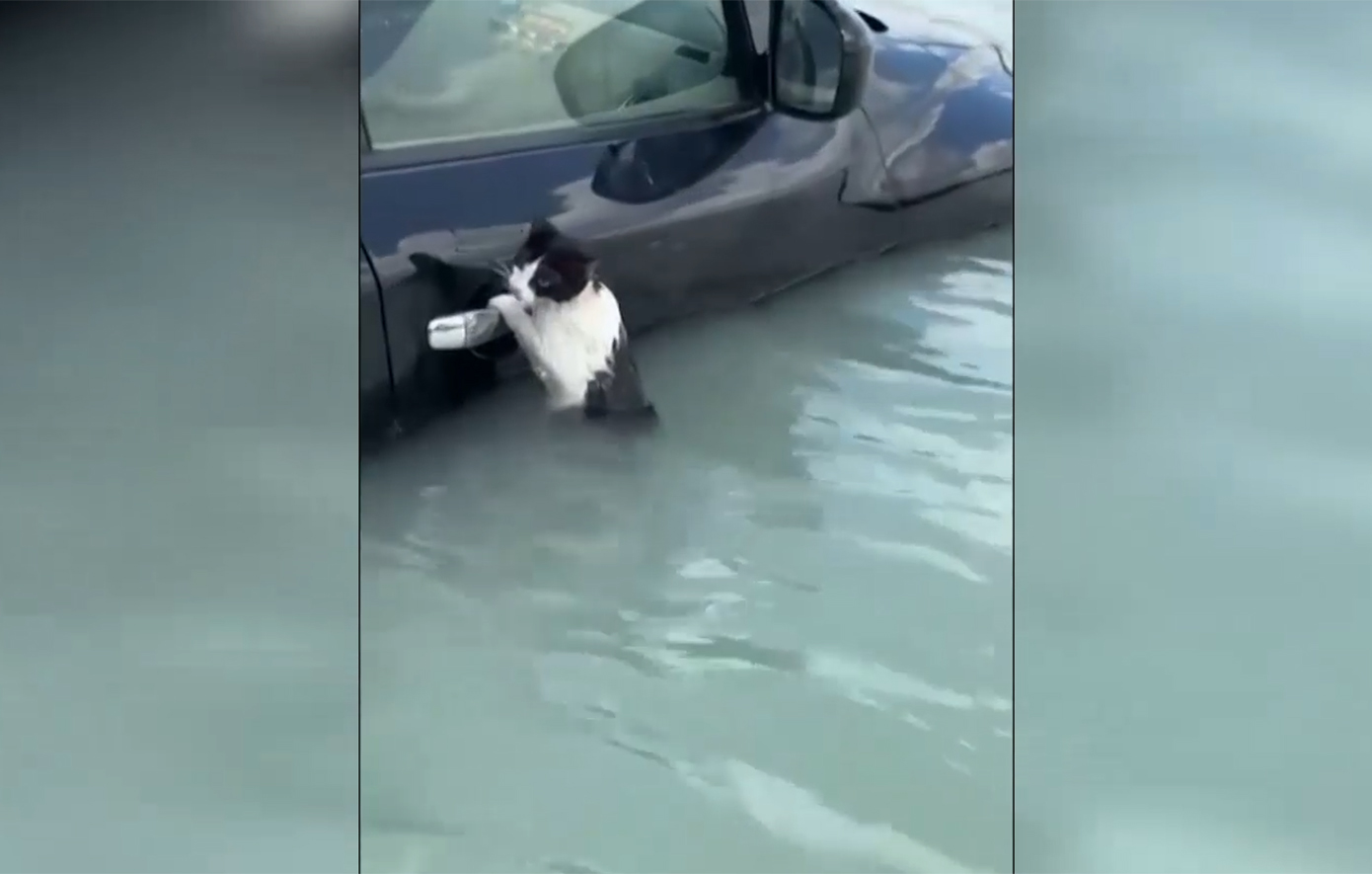 Viral μια γάτα «ναυαγός» που παλεύει να γλιτώσει από την πλημμύρα στο Ντουμπάι