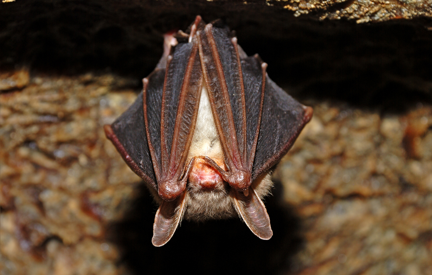 Η επόμενη πανδημία μπορεί να προκύψει από τον ιό Μάρμπουργκ &#8211; Βρέθηκε σε νυχτερίδες στο «πιο θανατηφόρο σπήλαιο του κόσμου»