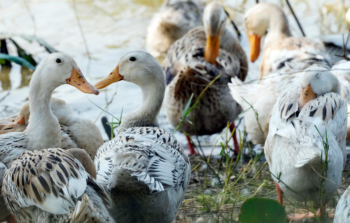 Γρίπη των πτηνών: Πώς ο H5N1 από την Κίνα έφτασε να αποδεκατίζει μέχρι την Ανταρκτική