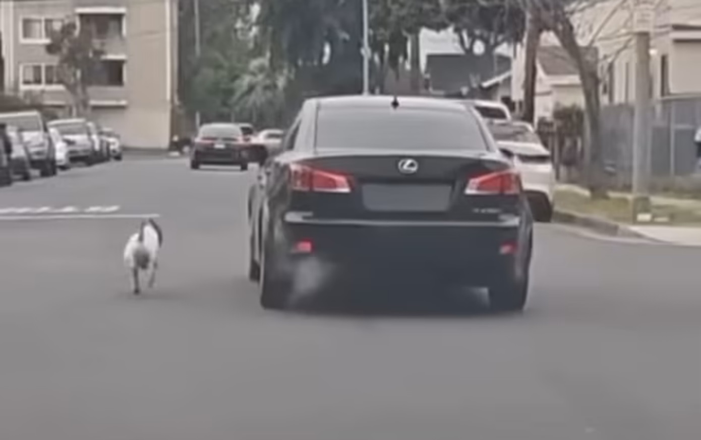 Σπαρακτικό βίντεο: Σκύλος καταδιώκει το αυτοκίνητο του ιδιοκτήτη του που μόλις τον εγκατέλειψε