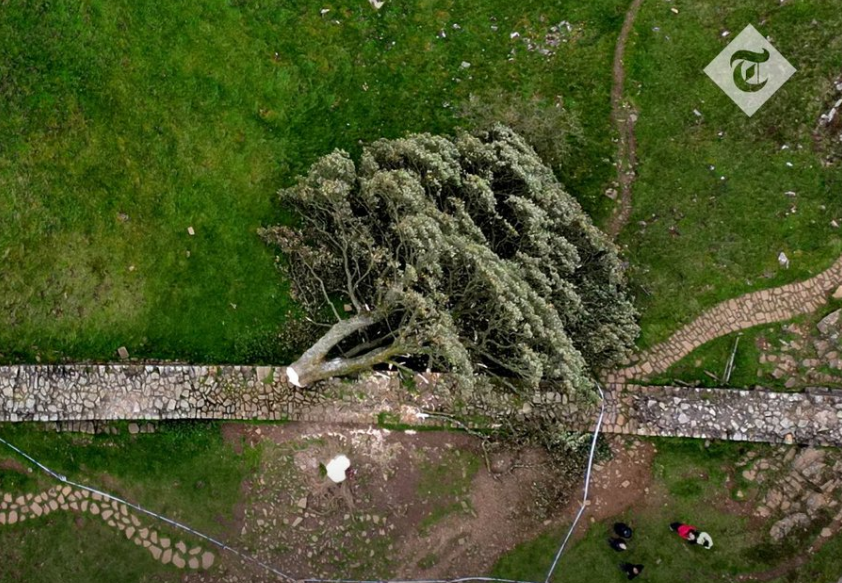 Στη δικαιοσύνη οι δύο άνδρες που κατηγορούνται για το κόψιμο του εμβληματικού δέντρου 200 ετών στη Βρετανία
