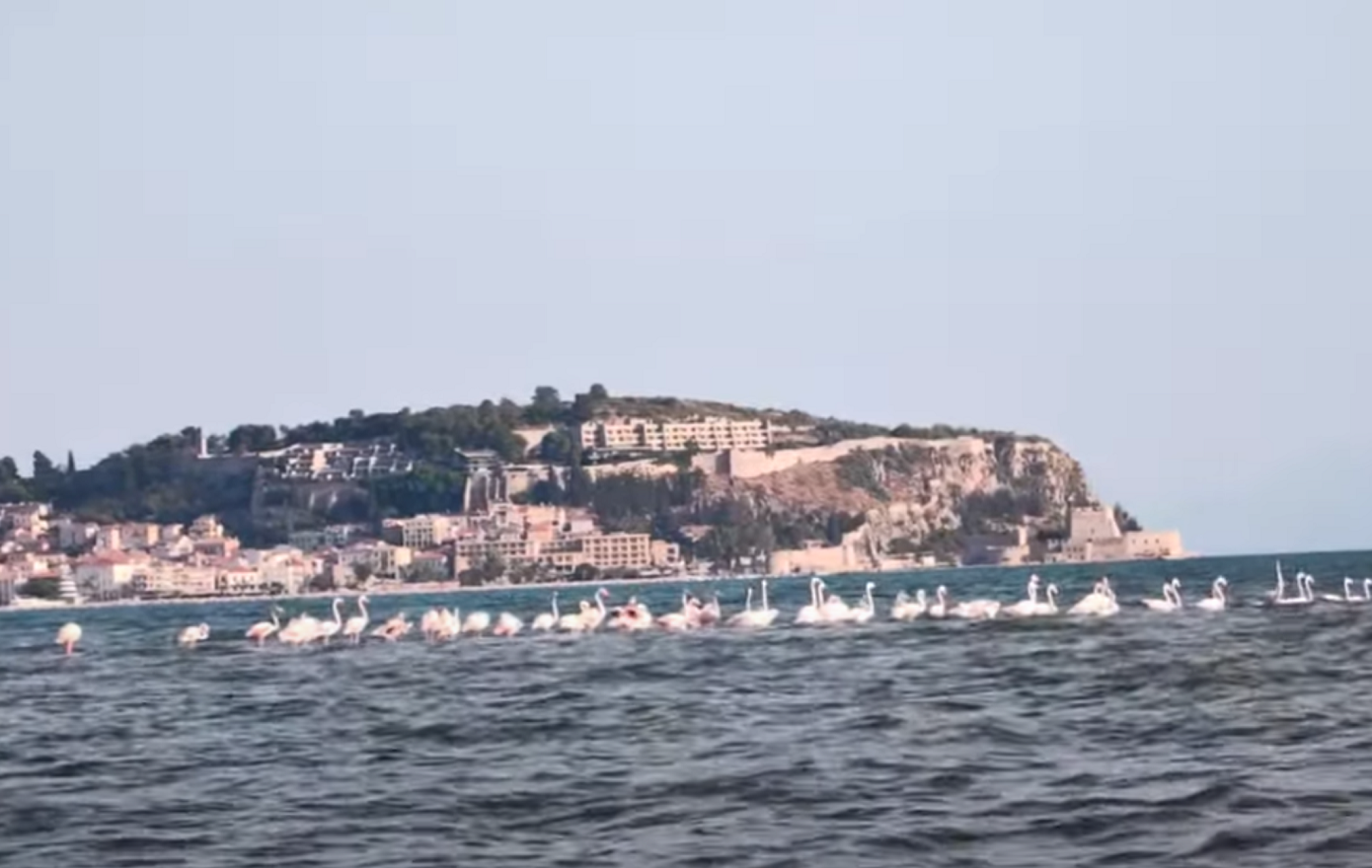 Δεκάδες ροζ φλαμίνγκο στο Ναύπλιο – Δείτε φωτογραφίες