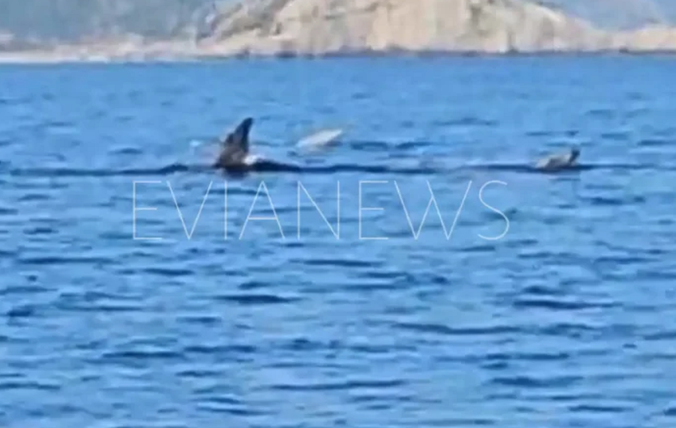 Μεγάλα ψάρια εμφανίστηκαν στην Εύβοια – Δείτε βίντεο