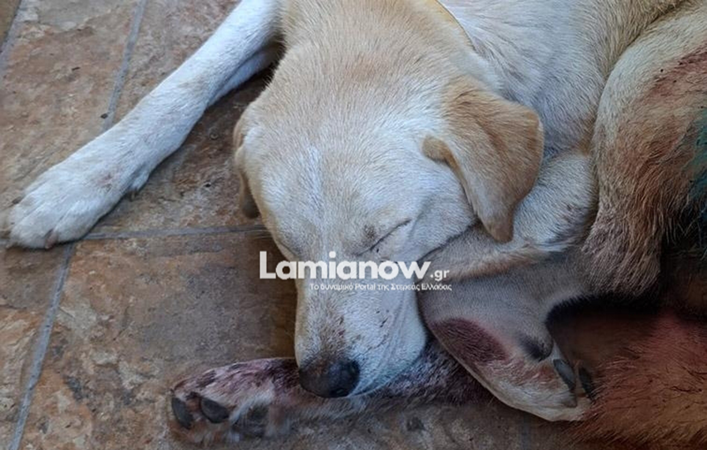 Αποτρόπαιη κακοποίηση σκύλου στα Καμένα Βούρλα – Δέχτηκε πυροβολισμούς έξω από την αυλή του