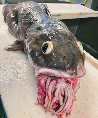 Παράξενο ψάρι