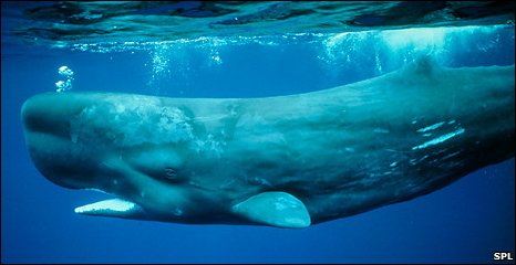 Οι φάλαινες επιβραδύνουν την κλιματική αλλαγή