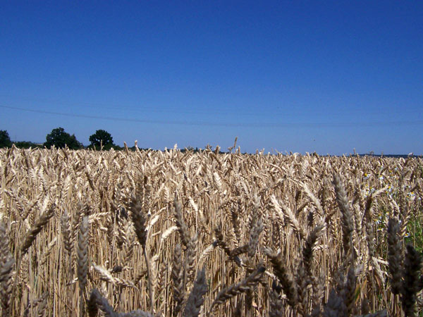 38% μείωση στην ετήσια παραγωγή δημητριακών της Ρωσίας