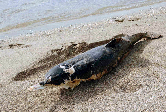 Νεκρό δελφίνι στο Μεσολόγγι