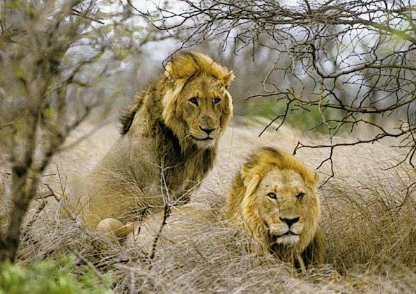 Η λαθροθηρία απειλεί τα λιοντάρια της Αφρικής