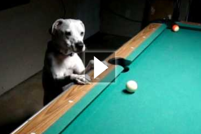 O σκύλος που παίζει μπιλιάρδο