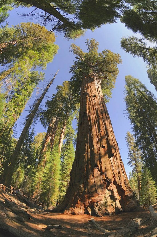 Τα γηραιότερα δέντρα στον κόσμο