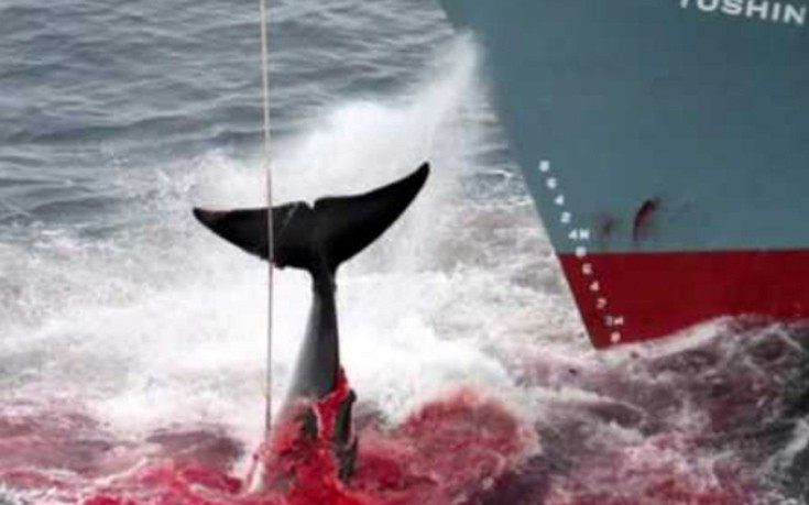 «Όχι» στη σφαγή των φαλαινών