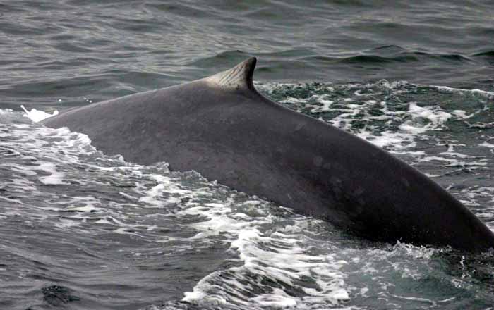 Νεκρή φάλαινα βρέθηκε στα Χανιά