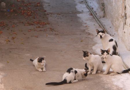 Πρόγραμμα δωρεάν στειρώσεων για τις γάτες