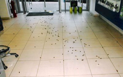 Κατσαρίδες βολτάρουν σε νοσοκομείο