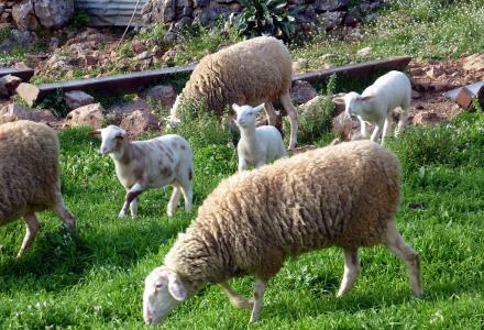 Δικογραφία για τα «ατίθασα» πρόβατα