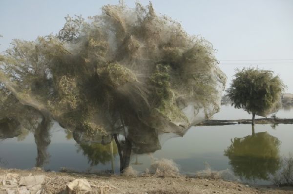 Τα αραχνόδεντρα