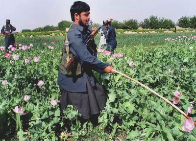 Το Αφγανιστάν εξαρτάται όλο και περισσότερο από το όπιο