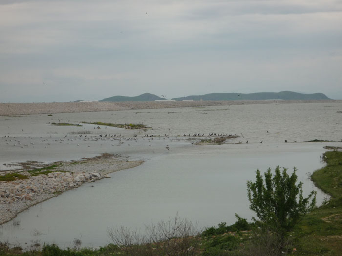 Νεκρά ψάρια στη λίμνη Κάρλα