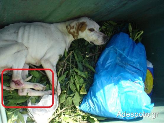 Κακοποίησαν σκύλο και τον πέταξαν ζωντανό στα σκουπίδια